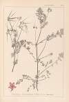 Herbier de la flore française Pl.0092