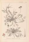 Herbier de la flore française Pl.0094