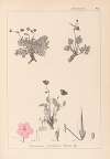 Herbier de la flore française Pl.0096