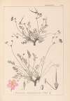 Herbier de la flore française Pl.0097