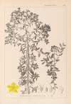 Herbier de la flore française Pl.0098