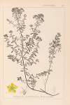 Herbier de la flore française Pl.0099