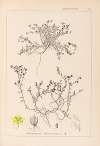 Herbier de la flore française Pl.0102