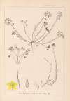 Herbier de la flore française Pl.0104