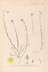 Herbier de la flore française Pl.0105