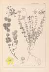 Herbier de la flore française Pl.0110
