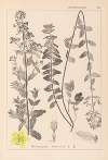 Herbier de la flore française Pl.0111