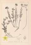Herbier de la flore française Pl.0113