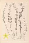 Herbier de la flore française Pl.0114