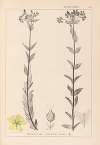 Herbier de la flore française Pl.0115