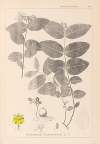 Herbier de la flore française Pl.0117