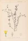 Herbier de la flore française Pl.0118