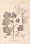 Herbier de la flore française Pl.0120