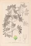 Herbier de la flore française Pl.0121