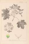 Herbier de la flore française Pl.0123