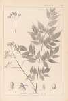 Herbier de la flore française Pl.0126