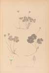 Herbier de la flore française Pl.0129