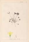 Herbier de la flore française Pl.0130