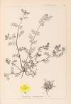 Herbier de la flore française Pl.0133