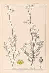 Herbier de la flore française Pl.0135