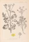 Herbier de la flore française Pl.0137
