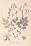Herbier de la flore française Pl.0139