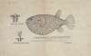 Arothron gillbanksii (Gillbanks Globe fish)