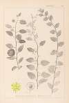 Herbier de la flore française Pl.0146