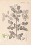 Herbier de la flore française Pl.0147