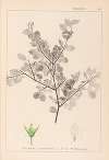 Herbier de la flore française Pl.0148