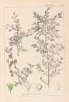 Herbier de la flore française Pl.0149