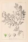 Herbier de la flore française Pl.0150