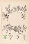 Herbier de la flore française Pl.0152