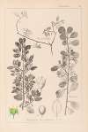Herbier de la flore française Pl.0154