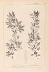 Herbier de la flore française Pl.0155