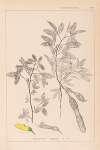 Herbier de la flore française Pl.0163