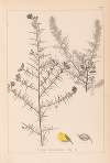 Herbier de la flore française Pl.0164