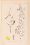 Herbier de la flore française Pl.0168
