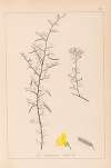 Herbier de la flore française Pl.0169