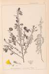 Herbier de la flore française Pl.0171