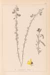 Herbier de la flore française Pl.0172