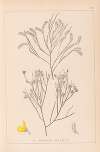 Herbier de la flore française Pl.0173