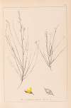 Herbier de la flore française Pl.0175