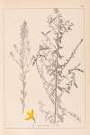 Herbier de la flore française Pl.0178