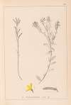 Herbier de la flore française Pl.0179
