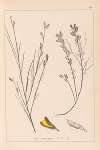 Herbier de la flore française Pl.0180