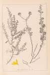 Herbier de la flore française Pl.0184