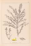 Herbier de la flore française Pl.0185