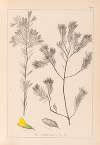 Herbier de la flore française Pl.0188
