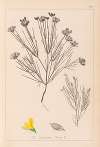 Herbier de la flore française Pl.0189